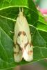 Agapeta hamana